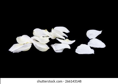 Isolated White Rose Petal On  Black