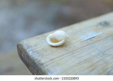An isolated white seashell sitting at the corner of  a wooden table 