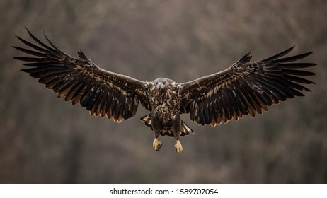 Isolated white tailed eagle with fully open wings