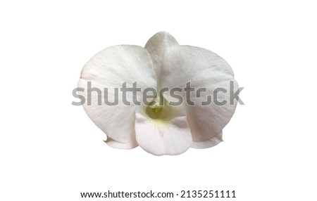 isolated white vanda orchid flower with clipping paths.