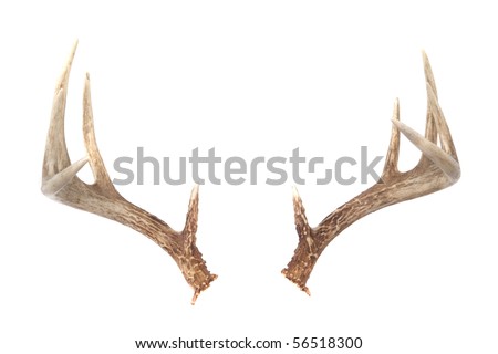 Isolated WHitetail Deer Antlers Isolated on white ready to put on any animal you like!