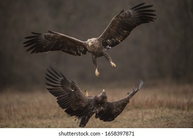 Isolated white-tailed eagles fighting in flight with fully open wings