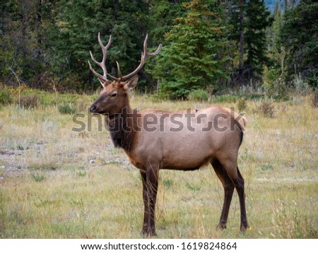 Similar – Rocky Mountain Elk, Banff National Park, Canada