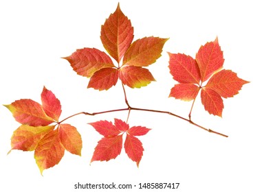 Isolated Wild Grape Leaf. Branch With Autumn Colored Yellow And Red Vine Leaves On White Background, Detail For Seasonal Design