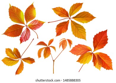 Isolated Wild Grape Leaf. Set Of Autumn Color Yellow And Red Vine Leaves On White Background, Detail For Seasonal Design