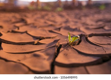 Isolated Wild Green Weed Growing And Survival On The Ground Soil During Drought Season In The Outback Of Perth City, Western Of Australia  
