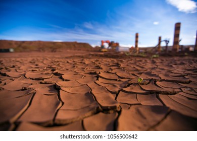 Isolated Wild Green Weed Growing And Survival On The Ground Soil During Drought Season With Blue Sky Blurry Back Ground In The Outback Of Perth City, Western Of Australia  

