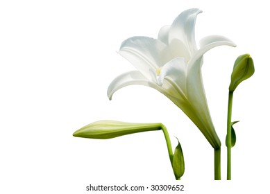 64,283 Wild white lilies Images, Stock Photos & Vectors | Shutterstock