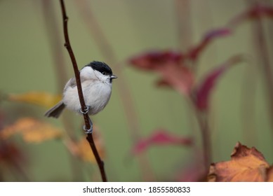 Isolated willow tit perching on a branch on an autumn day 