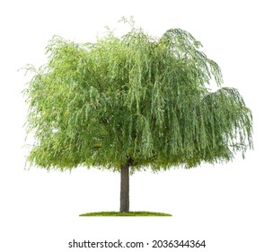 Isolated Willow Tree On A White Background