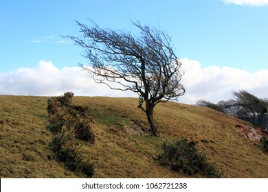 isolated wind blown hawthorn tree in winter in a field against a blue sky