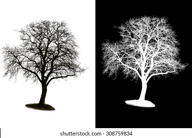 A Isolated Winter Tree With Alpha Mask