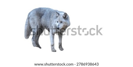 Isolated wolf standing alert in a full body studio pose with intense eyes and neutral lighting on a white background