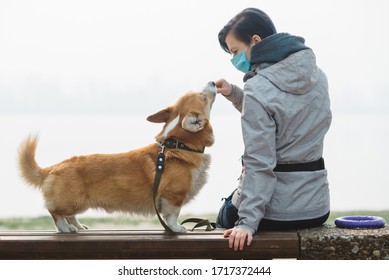 Isolated Woman In Face Mask With Dog Korgi On Quarantine Walk Together Outdoor. Girl Feeds Pet. Dog Training At Park. Safety Distance For People During Corona-virus. Dog Owner Walking At Park.