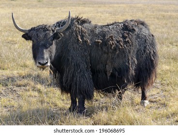 Isolated Yak Relative Cattle Both 260nw 196068695 