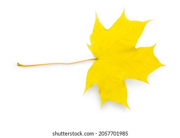 Isolated yellow canadian maple leaf on white background 