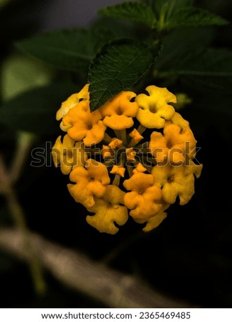 isolated yellow latana flower alone