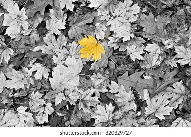 Isolated yellow leaf amongst black and white autumn leaves