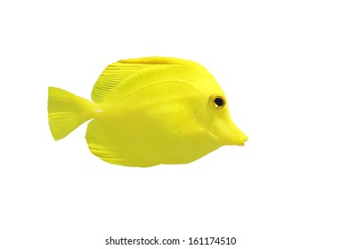 isolated yellow tang fish or zebrasoma flavesenes in the water