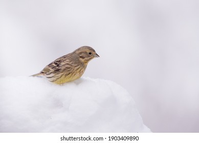 Isolated yellowhammer hiding in the snow on a cold winter day