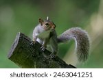 An isolated young grey squirrel on a tree branch