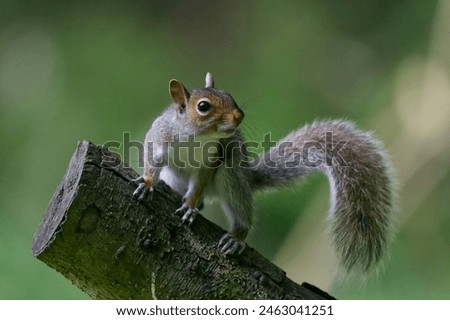 Similar – Image, Stock Photo Beautiful gray squirrel eats nut on tree in winter