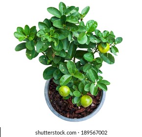 Isolated Young Lemon Tree Plant In Pot With Clipping Path From Top View