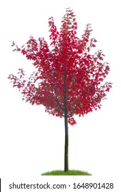 
Isolated Young Maple Tree With Red Leaves In Autumn As A Cutout On White Background With Copy Space