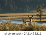 Isolated  young  pronghorn deer crossing the road in lamar valley Yellowstone