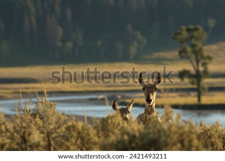 Isolated  young  pronghorn deer crossing the road in lamar valley Yellowstone
