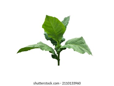 Isolated Young Tobacco Plant With Clipping Paths.	