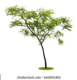 Isolated Young Tree As A Cut Out On White Background With Copy Space