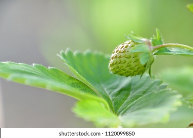 Isolated young unripe strawberry on it's branch, with leaf and blurry background