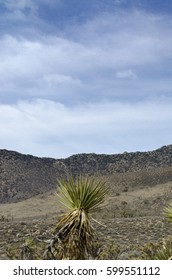 Isolated Yucca Elata Against Hills And Sky.