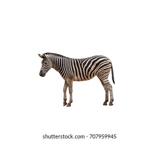 Isolated Zebra Stock Photo 707959945 | Shutterstock