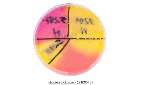 Isolation Of Staphylococcus On Mannitol Salt Agar Petri Dish