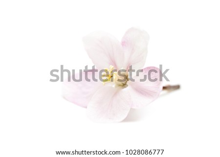 Isolayed spring flower