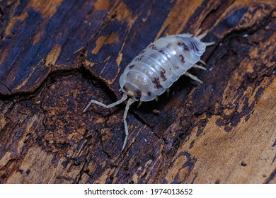 236 Terrestrial isopods Images, Stock Photos & Vectors | Shutterstock