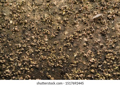 Isopod (Isopoda) Crustaceans Marine Life Form On A Seawall With Barnacles.