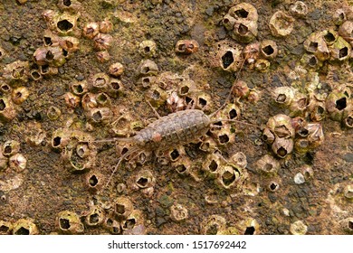 Isopod (Isopoda) Crustaceans Marine Sea Life, Close View.