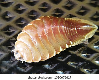 Isopod Tongue-eating Parasite Called Cymothoa Exigua. A Tongue Biter Or Tongue-eating Louse, Keeps Sucking Its Blood Meals From A Fish's Tongue Until The Entire Structure Withers Away. 