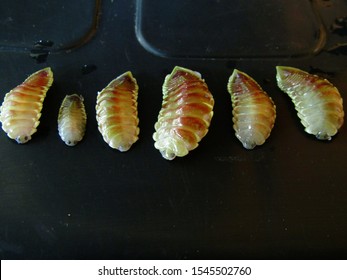 Isopod Tongue-eating Parasite Called Cymothoa Exigua.