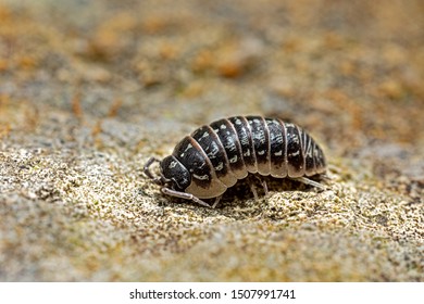 Isopod Woodlouse In The Garden