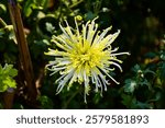 "Isopogon P5 dazzles with its unique cone-shaped blooms and delicate, needle-like leaves. A hardy and low-maintenance plant, it adds texture and vibrant charm to gardens and natural settings."