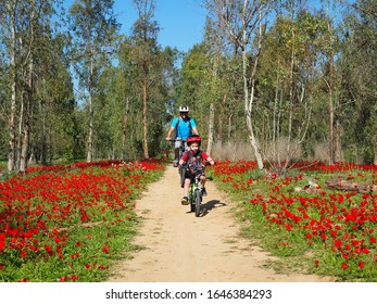 Israel Shokeda Bike Trail – February 15: Dad and little boy ride bicycles along a beautiful route in a flowering forest on February 15, 2020, Israel.  