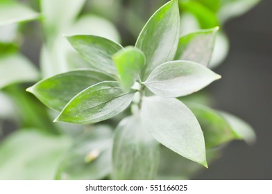 Israeli Ruscus Green Leaves