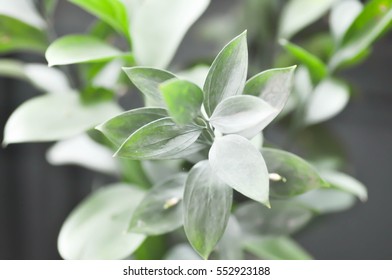 Israeli Ruscus Green Leaves