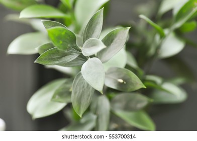 Israeli Ruscus Green Leaves