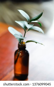 Israeli Ruscus ,sraeli Ruscus Green Leaf In The Vase