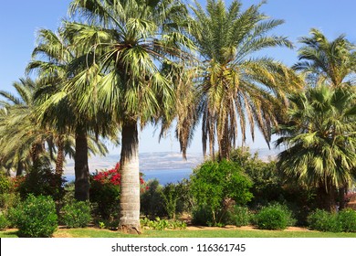 Israel,Sea of Galilee,  Mount of Beatitudes, gardens